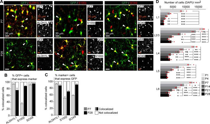 https://cdn.ncbi.nlm.nih.gov/pmc/blobs/d104/8497060/597c00735508/elife-70514-fig2-figsupp1.jpg