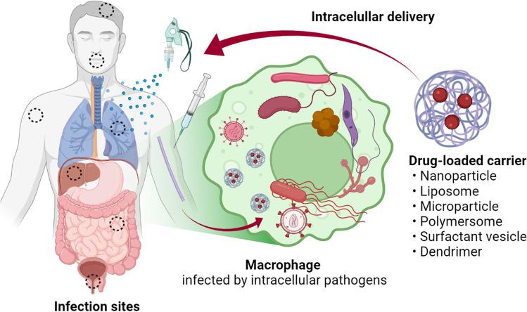 https://cdn.ncbi.nlm.nih.gov/pmc/blobs/d104/8830998/b3eb78dc3900/11095_2022_3188_Fig1_HTML.jpg