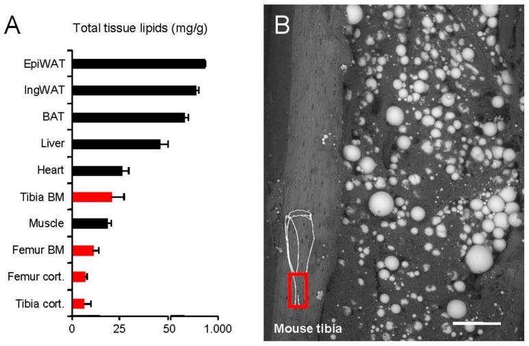 https://cdn.ncbi.nlm.nih.gov/pmc/blobs/d10a/5486086/97d1205888af/ijms-18-01264-g001.jpg