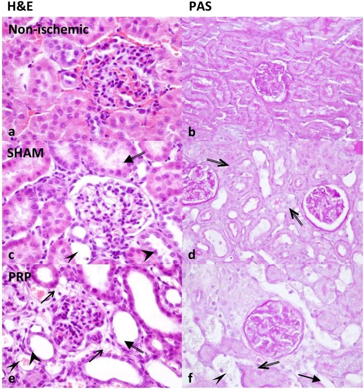 https://cdn.ncbi.nlm.nih.gov/pmc/blobs/d10b/4994962/56033be80d4a/pone.0160703.g002.jpg