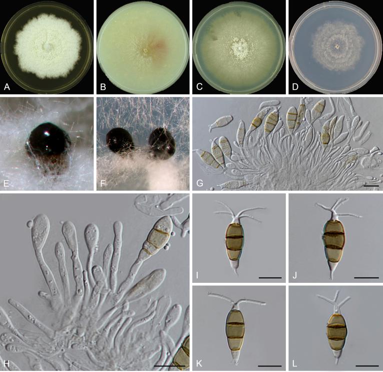 https://cdn.ncbi.nlm.nih.gov/pmc/blobs/d10e/6298422/0876eaeb4d16/gr46.jpg