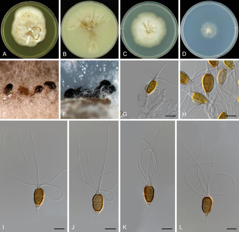 https://cdn.ncbi.nlm.nih.gov/pmc/blobs/d10e/6298422/3d1554fb395d/gr26.jpg