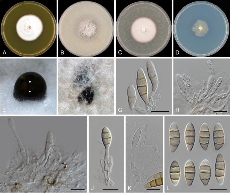 https://cdn.ncbi.nlm.nih.gov/pmc/blobs/d10e/6298422/7c0af5cfdcf9/gr43.jpg