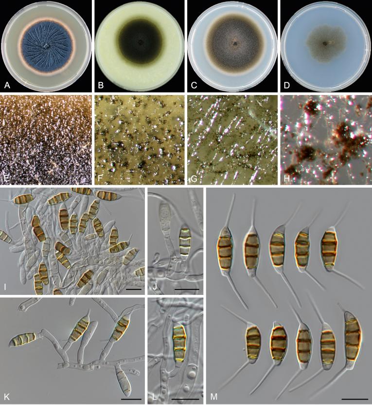 https://cdn.ncbi.nlm.nih.gov/pmc/blobs/d10e/6298422/c54b9d5ca7a2/gr12.jpg