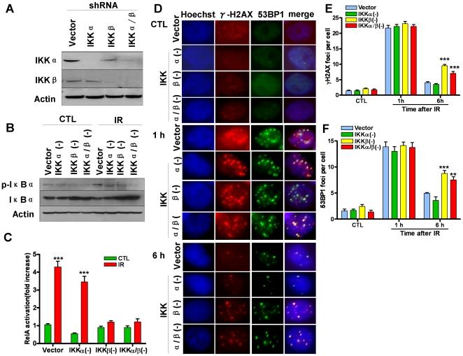 https://cdn.ncbi.nlm.nih.gov/pmc/blobs/d112/3072401/8e14e4cb59f7/pone.0018447.g004.jpg