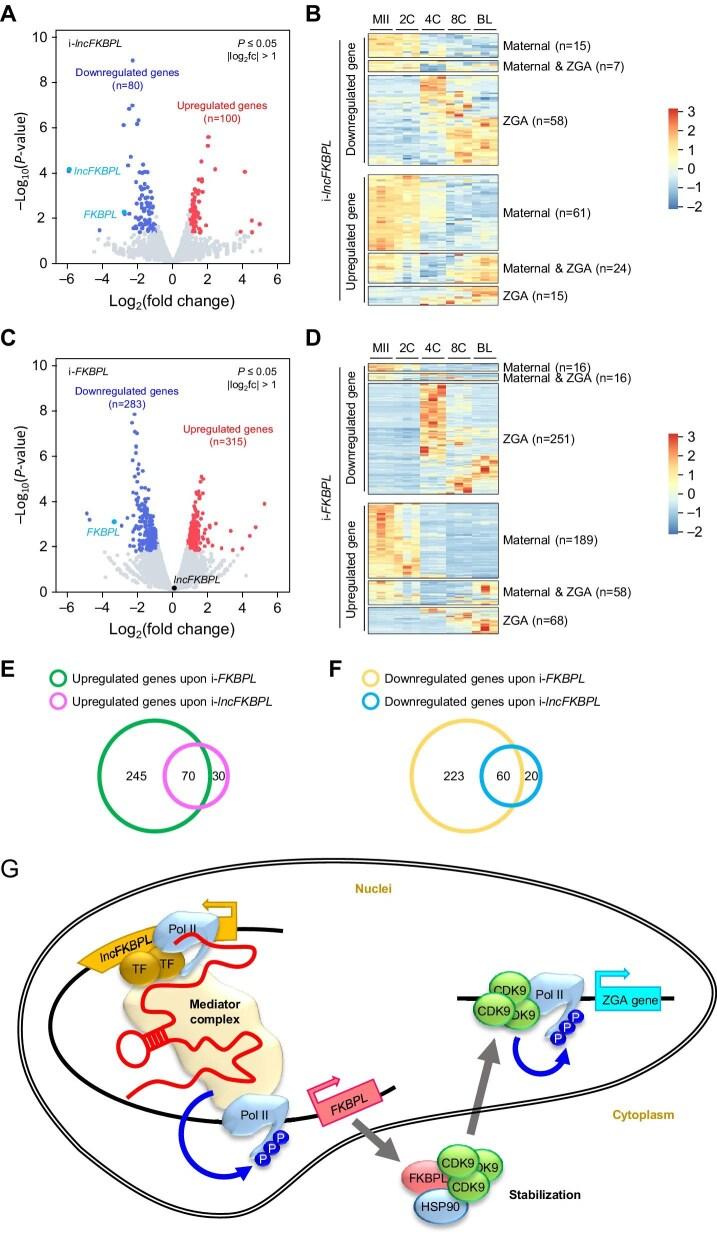 https://cdn.ncbi.nlm.nih.gov/pmc/blobs/d116/12210014/dfe2ad238689/mjae061fig6.jpg