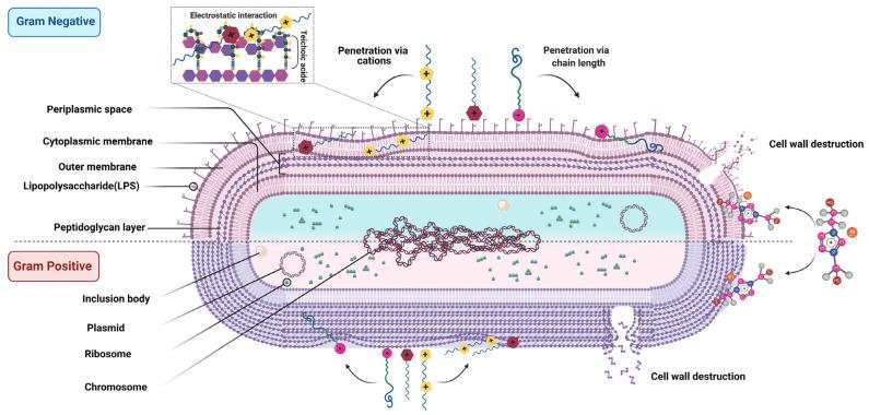 https://cdn.ncbi.nlm.nih.gov/pmc/blobs/d119/10669305/82fcef703828/biomedicines-11-03093-g003.jpg