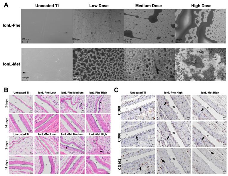 https://cdn.ncbi.nlm.nih.gov/pmc/blobs/d119/10669305/cc7f7242c6b7/biomedicines-11-03093-g005.jpg