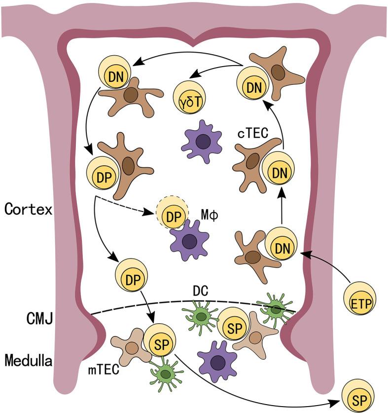 https://cdn.ncbi.nlm.nih.gov/pmc/blobs/d11b/9024034/d62e73399724/fimmu-13-885280-g001.jpg