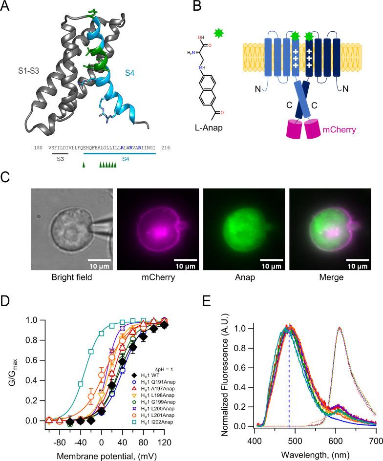 https://cdn.ncbi.nlm.nih.gov/pmc/blobs/d123/9925047/9b1802b7a676/elife-85836-fig1.jpg