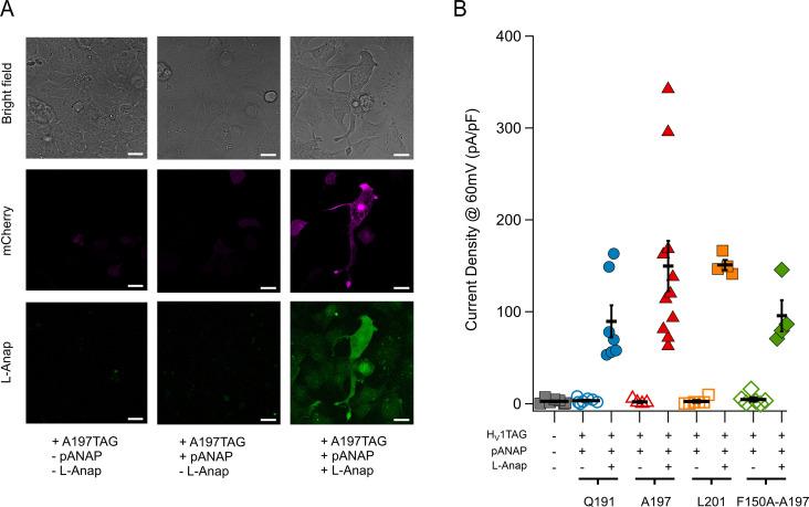 https://cdn.ncbi.nlm.nih.gov/pmc/blobs/d123/9925047/dc580b236f11/elife-85836-fig1-figsupp1.jpg