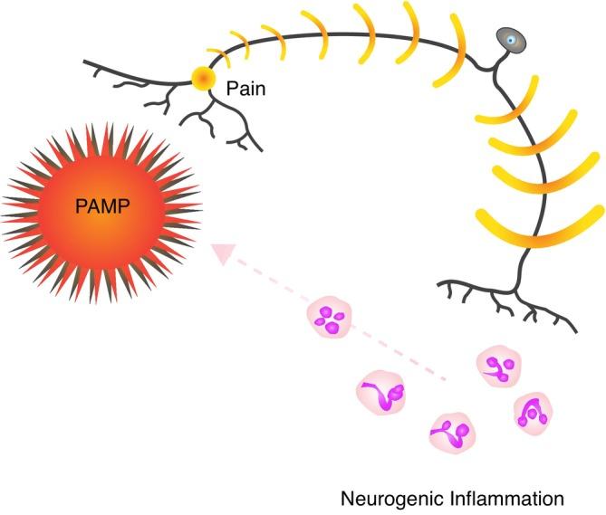 https://cdn.ncbi.nlm.nih.gov/pmc/blobs/d126/12015744/2196f85f2347/EVA-18-e70098-g002.jpg
