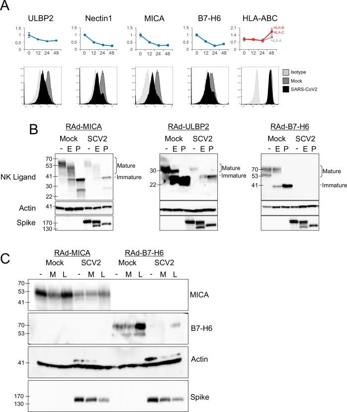 https://cdn.ncbi.nlm.nih.gov/pmc/blobs/d128/9239683/73744585062c/elife-74489-fig3.jpg