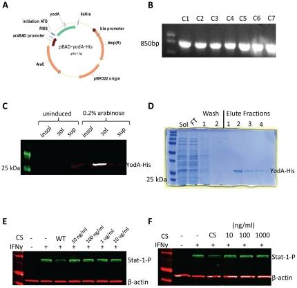 https://cdn.ncbi.nlm.nih.gov/pmc/blobs/d129/3256229/3d51e50eab76/pone.0030145.g005.jpg