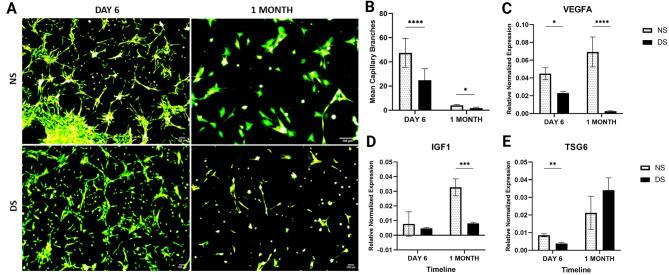 https://cdn.ncbi.nlm.nih.gov/pmc/blobs/d12d/11181634/ed0579bd27e0/13098_2024_1365_Fig8_HTML.jpg