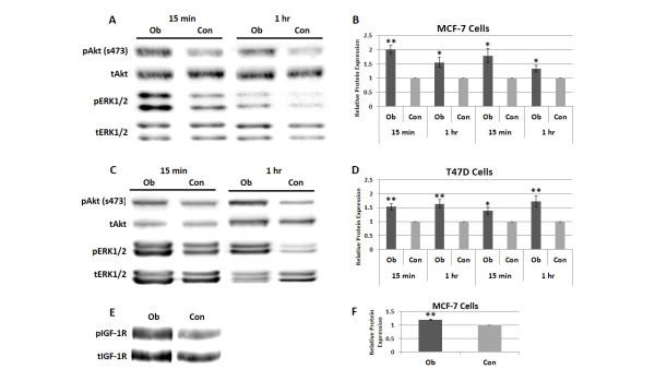 https://cdn.ncbi.nlm.nih.gov/pmc/blobs/d12e/3978844/84b59816bd6d/bcr3453-2.jpg