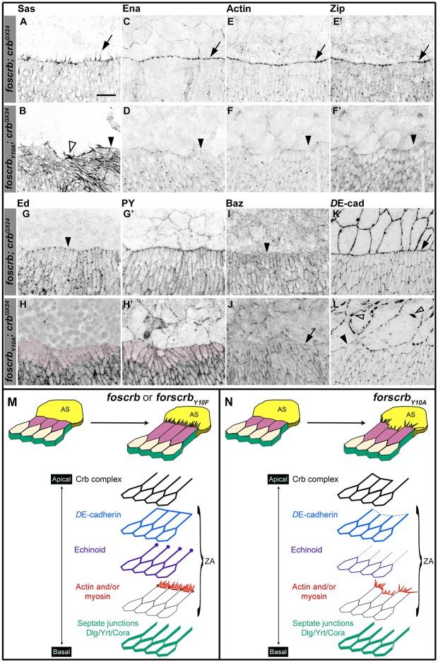 https://cdn.ncbi.nlm.nih.gov/pmc/blobs/d12f/4718732/1954645ee543/elife-07398-fig2.jpg