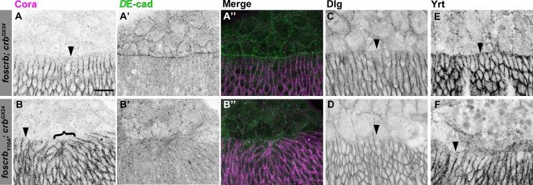 https://cdn.ncbi.nlm.nih.gov/pmc/blobs/d12f/4718732/7da8e9bf5067/elife-07398-fig2-figsupp4.jpg