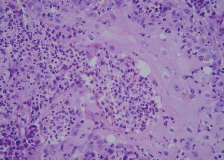 https://cdn.ncbi.nlm.nih.gov/pmc/blobs/d130/6668951/35c70f2fe4c7/abd-94-03-0355-g03.jpg