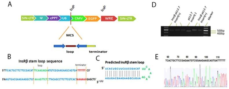 https://cdn.ncbi.nlm.nih.gov/pmc/blobs/d133/5979368/1f478b9b1e11/ijms-19-00985-g001.jpg