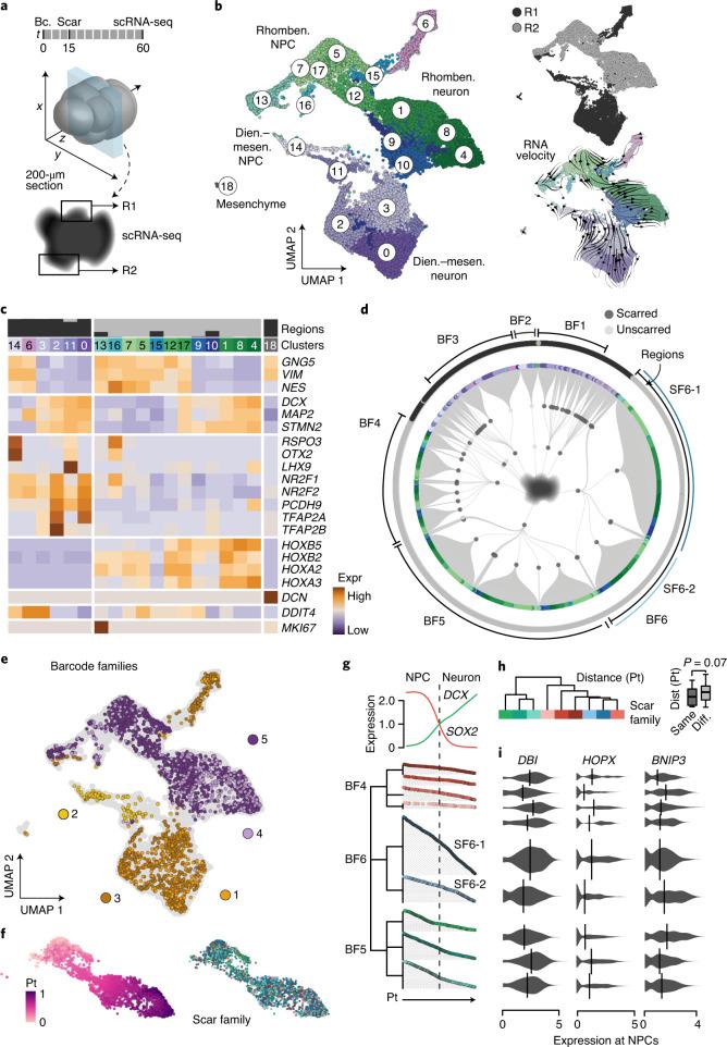 https://cdn.ncbi.nlm.nih.gov/pmc/blobs/d135/8748197/725066ce1f85/41592_2021_1344_Fig5_HTML.jpg