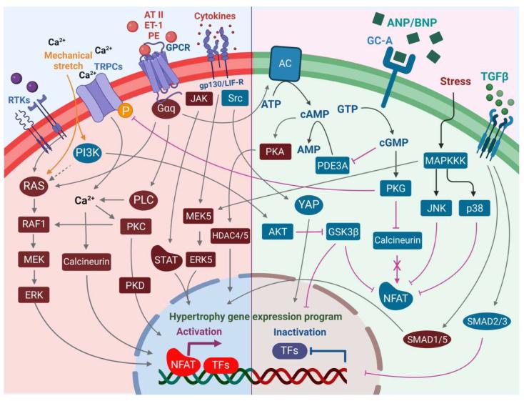https://cdn.ncbi.nlm.nih.gov/pmc/blobs/d137/10341218/40673a7da6c9/cells-12-01780-g002.jpg