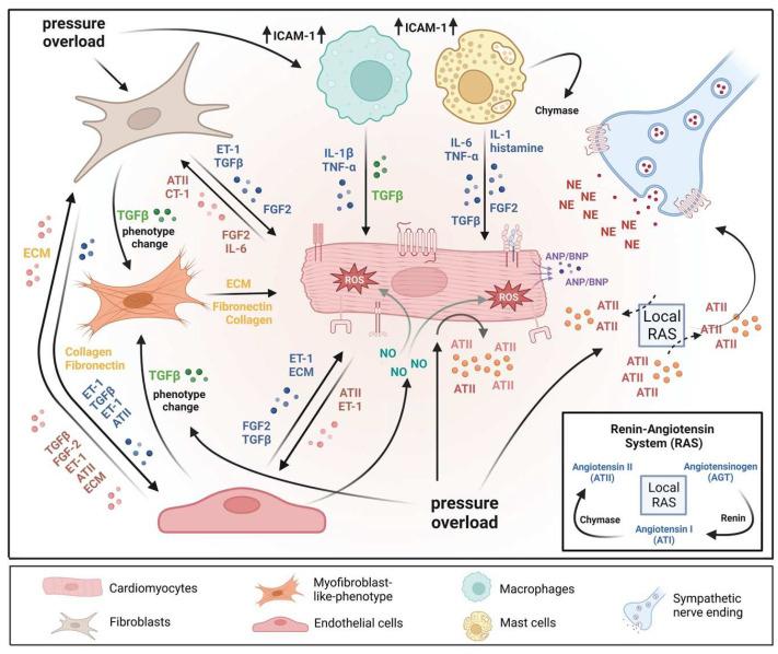 https://cdn.ncbi.nlm.nih.gov/pmc/blobs/d137/10341218/bbc4c03e3661/cells-12-01780-g001.jpg