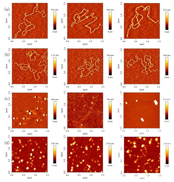 https://cdn.ncbi.nlm.nih.gov/pmc/blobs/d137/5536072/dbcc907dfac8/ijms-18-01585-g001.jpg