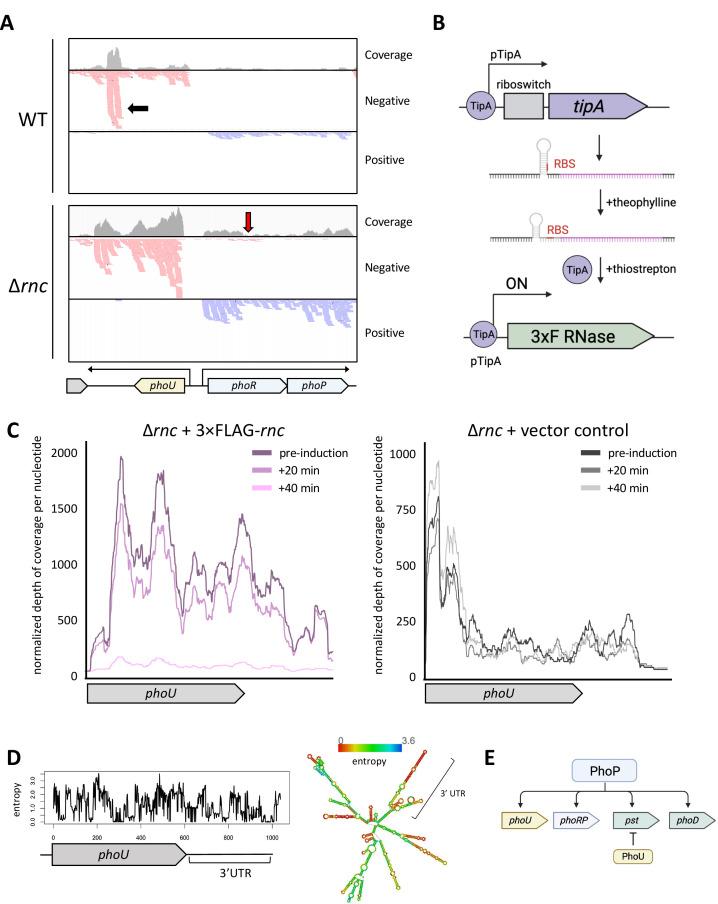 https://cdn.ncbi.nlm.nih.gov/pmc/blobs/d13c/12096830/e889ddaca440/jb.00024-25.f005.jpg