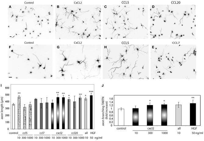 https://cdn.ncbi.nlm.nih.gov/pmc/blobs/d13d/3639410/172b22e0021f/fncel-07-00052-g0002.jpg