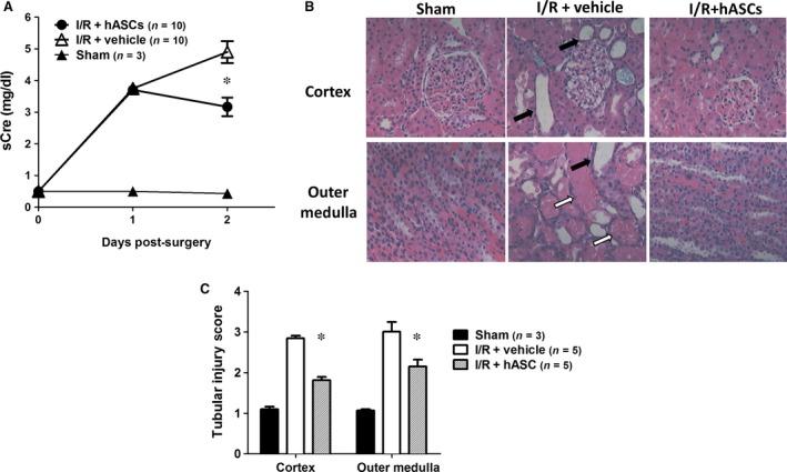 https://cdn.ncbi.nlm.nih.gov/pmc/blobs/d13d/5487924/27f397b6b911/JCMM-21-1420-g002.jpg