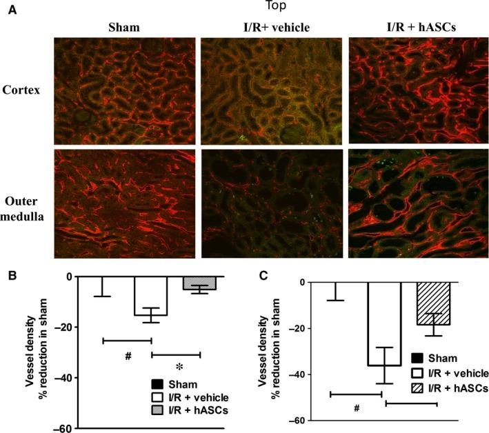 https://cdn.ncbi.nlm.nih.gov/pmc/blobs/d13d/5487924/7f47b5016026/JCMM-21-1420-g005.jpg