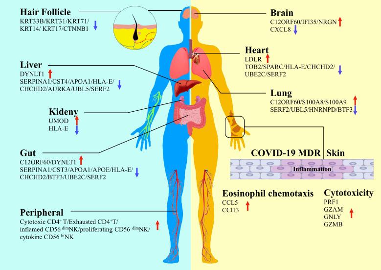 https://cdn.ncbi.nlm.nih.gov/pmc/blobs/d13e/9530739/1bd52f60730c/fimmu-13-923387-g001.jpg