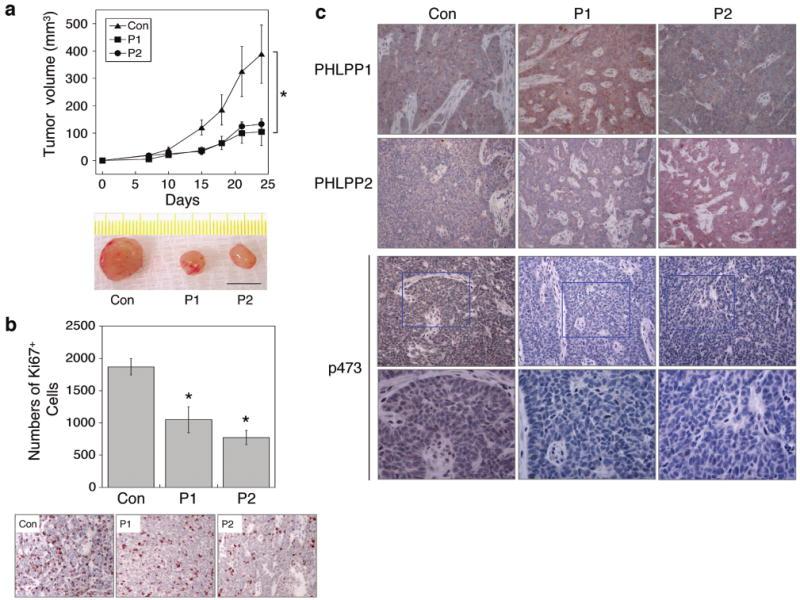 https://cdn.ncbi.nlm.nih.gov/pmc/blobs/d140/2921630/185962fbacf1/nihms78107f6.jpg
