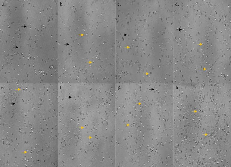 https://cdn.ncbi.nlm.nih.gov/pmc/blobs/d145/12075200/0394029224ab/fmicb-16-1546687-g002.jpg