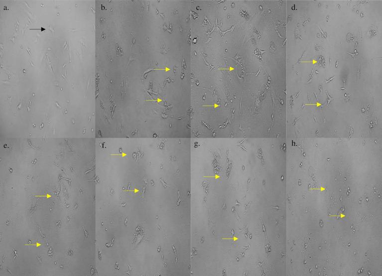 https://cdn.ncbi.nlm.nih.gov/pmc/blobs/d145/12075200/5774ff3fa506/fmicb-16-1546687-g006.jpg