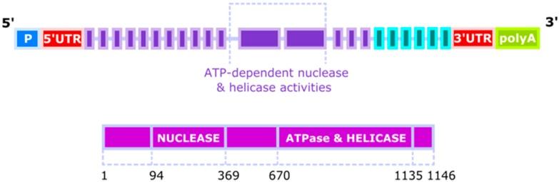 https://cdn.ncbi.nlm.nih.gov/pmc/blobs/d146/5536050/7a612174892f/ijms-18-01562-g001.jpg