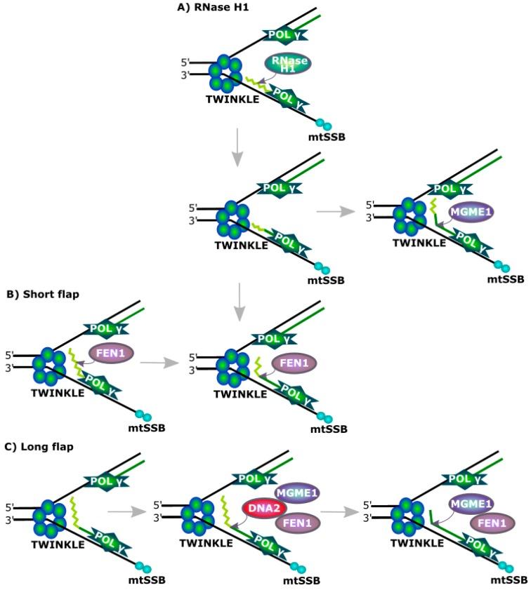 https://cdn.ncbi.nlm.nih.gov/pmc/blobs/d146/5536050/95b86203e3e5/ijms-18-01562-g004.jpg