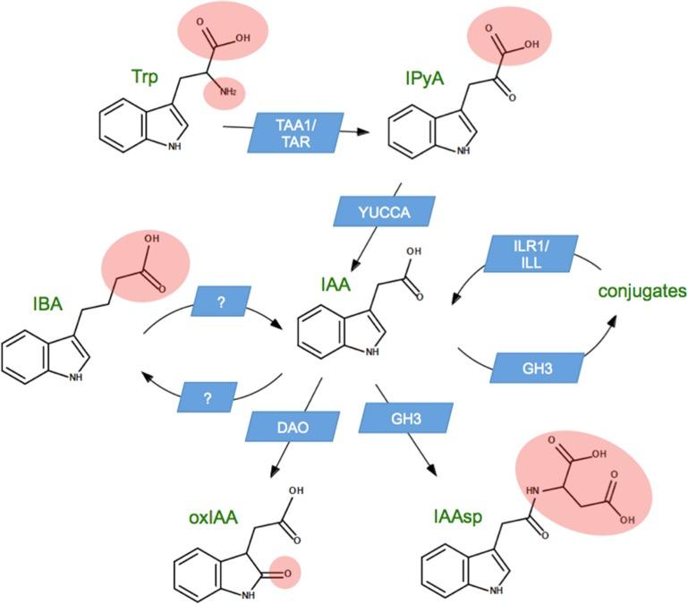https://cdn.ncbi.nlm.nih.gov/pmc/blobs/d148/4362085/14c6319f7349/fpls-06-00150-g0001.jpg