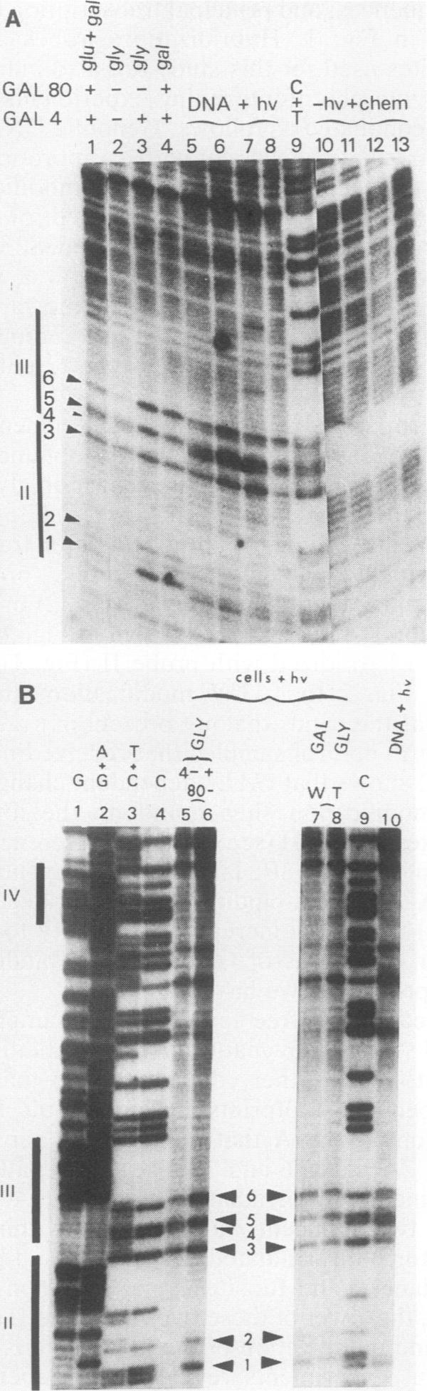 https://cdn.ncbi.nlm.nih.gov/pmc/blobs/d14e/367963/8f020f2a2b15/molcellb00081-0246-a.jpg