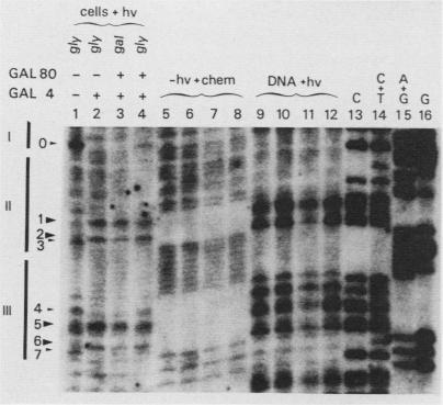 https://cdn.ncbi.nlm.nih.gov/pmc/blobs/d14e/367963/ae02fc83e1f8/molcellb00081-0247-a.jpg