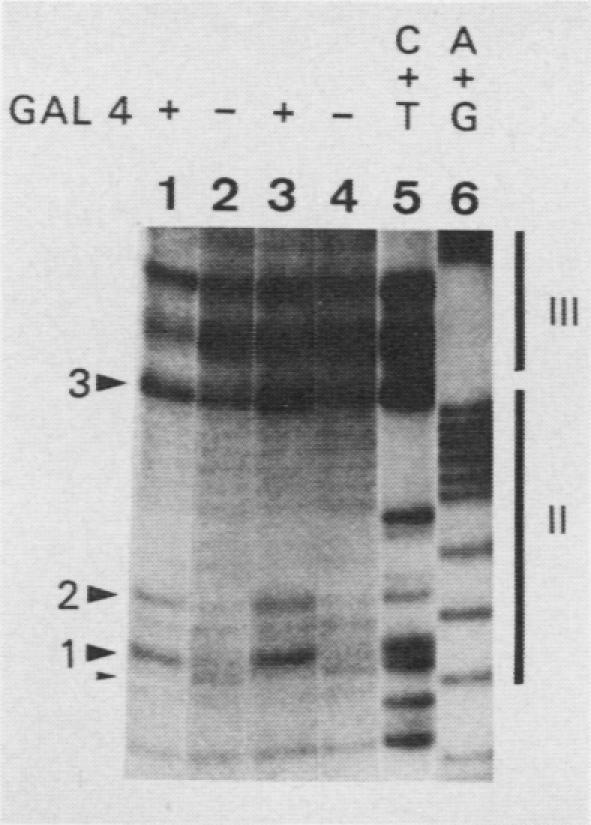https://cdn.ncbi.nlm.nih.gov/pmc/blobs/d14e/367963/fd0851f19733/molcellb00081-0247-b.jpg