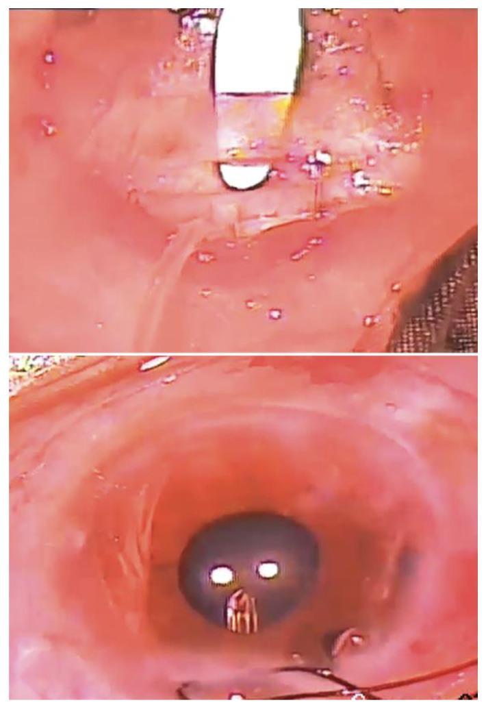 https://cdn.ncbi.nlm.nih.gov/pmc/blobs/d14f/10525614/2e3bf65c98bb/bioengineering-10-01096-g005.jpg