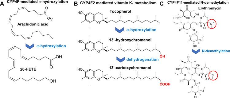 https://cdn.ncbi.nlm.nih.gov/pmc/blobs/d150/12380495/6059ba5d3901/rsob.250115.f002.jpg