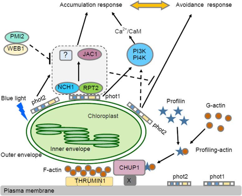 https://cdn.ncbi.nlm.nih.gov/pmc/blobs/d151/10441985/a2f529d4265b/44154_2022_66_Fig2_HTML.jpg