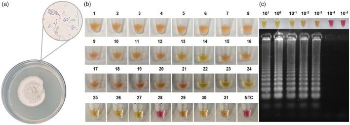 https://cdn.ncbi.nlm.nih.gov/pmc/blobs/d154/12243449/88f3d87bd6c6/VDE-36-474-g004.jpg