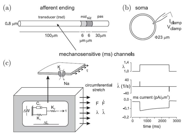 https://cdn.ncbi.nlm.nih.gov/pmc/blobs/d157/7712199/30d7573d1544/bioengineering-07-00152-g003.jpg