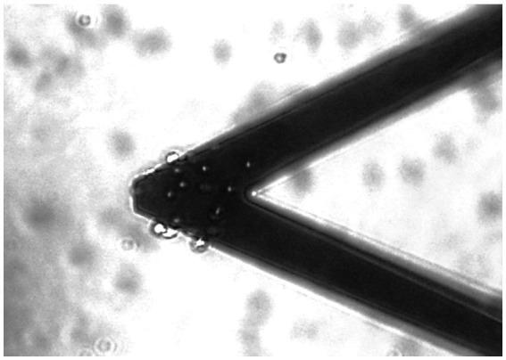 https://cdn.ncbi.nlm.nih.gov/pmc/blobs/d162/10272347/315fe350e9e6/fmicb-14-1196764-g001.jpg
