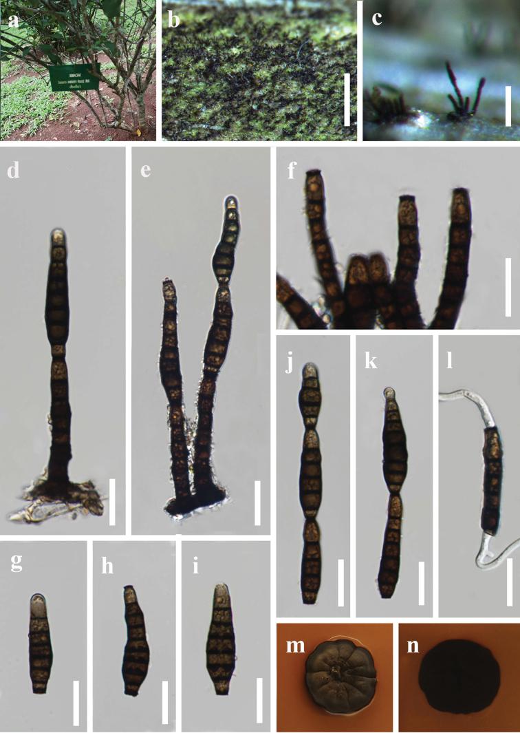https://cdn.ncbi.nlm.nih.gov/pmc/blobs/d162/8857139/43f3ea71216e/mycokeys-87-077-g002.jpg