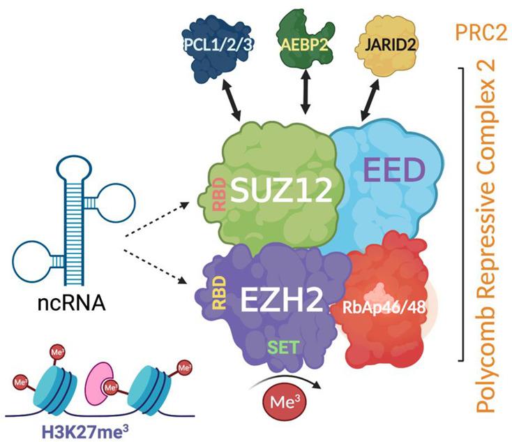 https://cdn.ncbi.nlm.nih.gov/pmc/blobs/d16a/8544676/aebcf5658c7e/ncrna-07-00062-g003.jpg